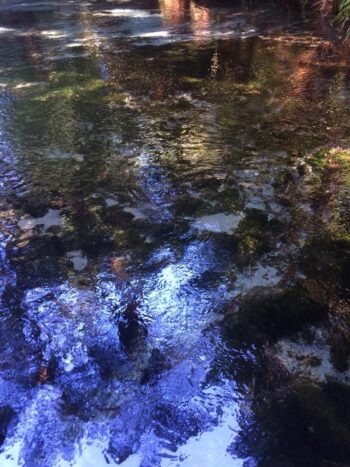View of a clear, cool stream in a nature park just north of Wellington. That blue reflection looks iridescent, like liquid silver. Just gorgeous!