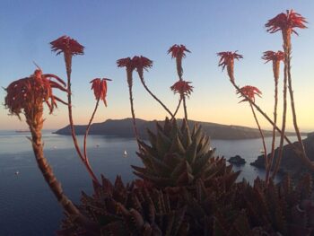 These strange cactus flowers with their long swan-like necks are so tropical and exotic looking that they almost seem prehistoric. Or like something from another planet!