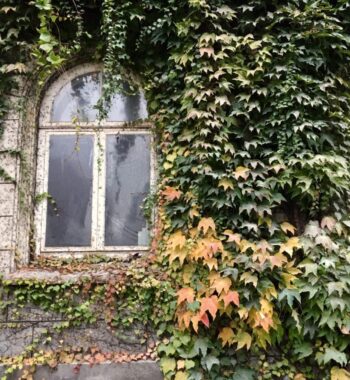 It's late October and the ivy is starting to turn around this sweet little arched window. Classic Copenhagen!