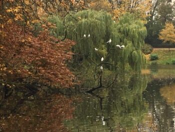 White birds in a green willow tree in a pond in a park in Copenhagen in Autumn...gotta love it.