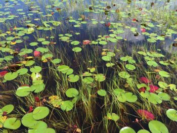 Florida Everglades, USA