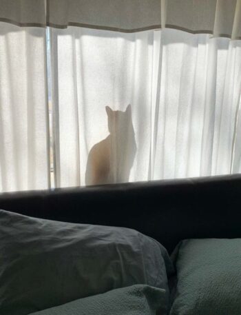 Pete belong's to my good friend, Kelly (see "Onward" article), and is one of the grooviest cats around. He loves to slip behind that curtain in the guest bedroom and surveil the neighborhood.