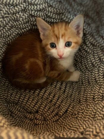 Awwwww, it's a kitten in a basket! PIimento (son of Willow, the mom) was part of a litter of five and was one of the cutest and goofiest.
