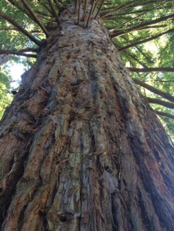 Looking up at a big beautiful tree in a redwood park just north of Wellington. Humbling!